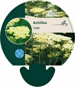 Achillea 'Credo' P9 - afbeelding 3