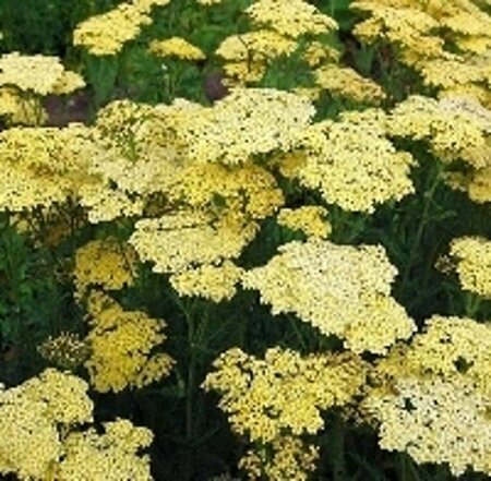 Achillea 'Credo' P9 - afbeelding 1