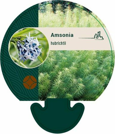 Amsonia hubrichtii P9 - afbeelding 1