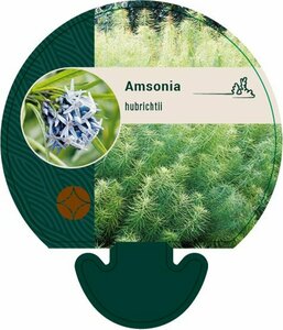 Amsonia hubrichtii P9 - afbeelding 1