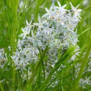Amsonia hubrichtii P9 - afbeelding 2