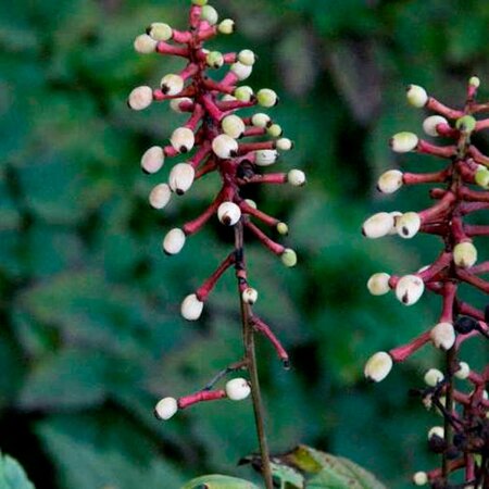 Actaea pachypoda 'Misty Blue' P9 - afbeelding 2