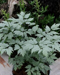 Actaea pachypoda 'Misty Blue' P9