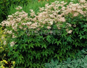 Filipendula purpurea 'Elegans' P9