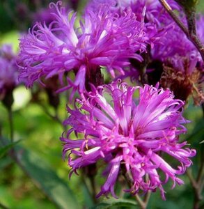 Vernonia crinita 'Mammuth' P9 - afbeelding 3