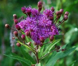 Vernonia crinita 'Mammuth' P9 - afbeelding 4