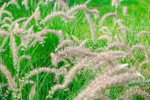 Pennisetum orientale 'Flamingo' C5