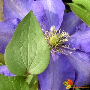 Clematis 'Multi Blue' C2