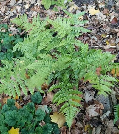 Dryopteris erythrosora P11 - afbeelding 5