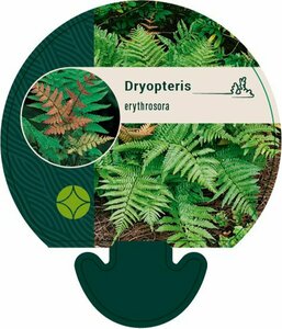 Dryopteris erythrosora P11 - afbeelding 7