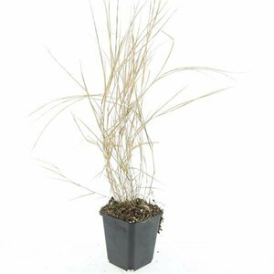 Hakonechloa macra C1.5 - afbeelding 5