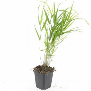 Hakonechloa macra C1.5 - afbeelding 3