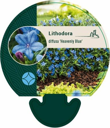 Lithodora diffusa 'Heavenly Blue' (GLANDORA)  P9 - afbeelding 3