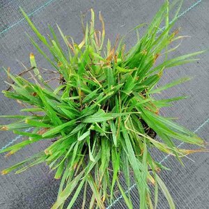 Briza media P9 - afbeelding 2