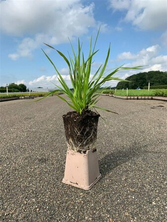 Briza media P9 - afbeelding 3