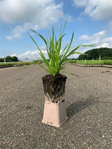 Briza media P9 - afbeelding 3