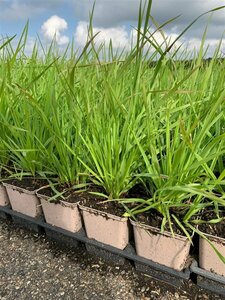 Briza media P9 - afbeelding 4