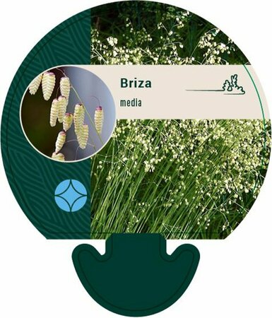 Briza media P9 - afbeelding 1