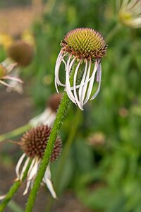 Echinacea pallida 'Hula Dancer' P9