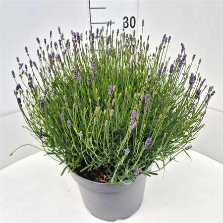 Lavandula angustifolia 'Essence Purple' C5