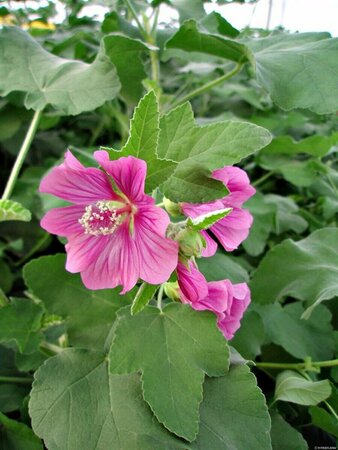 Lavatera 'Bredon Springs' C2 - afbeelding 2