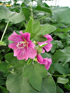 Lavatera 'Bredon Springs' C2 - afbeelding 2