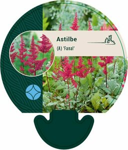 Astilbe arendsii 'Fanal' P9 - afbeelding 2