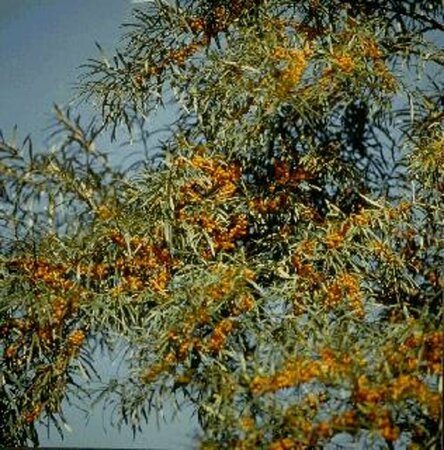 Hippophae rhamnoides 40/50 C.