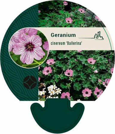 Geranium cinereum 'Ballerina' P9 - afbeelding 2
