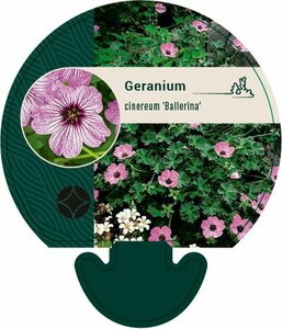 Geranium cinereum 'Ballerina' P9 - afbeelding 2