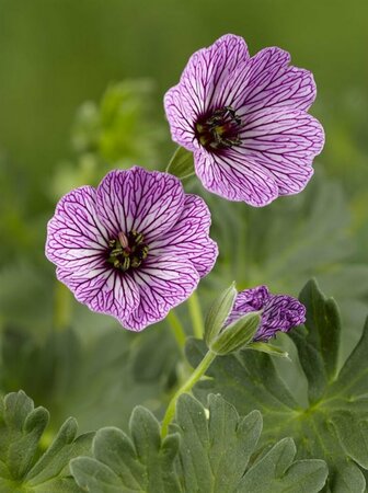Geranium cinereum 'Ballerina' P9 - afbeelding 4