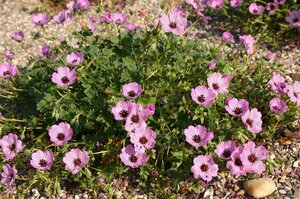 Geranium cinereum 'Ballerina' P9 - afbeelding 5