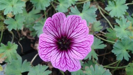 Geranium cinereum 'Ballerina' P9 - afbeelding 3
