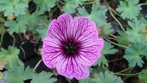 Geranium cinereum 'Ballerina' P9 - afbeelding 3