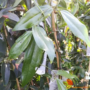 Clematis armandii 'Snowdrift' 150/175 C. - afbeelding 1