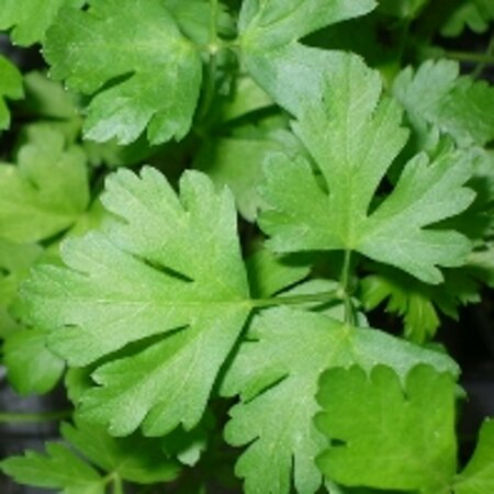 Petroselinum crispum C1.5 - afbeelding 3