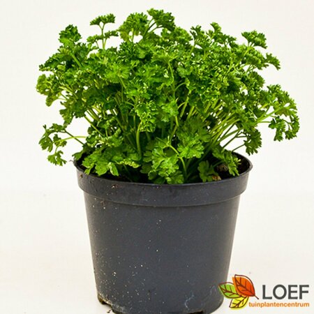 Petroselinum crispum C1.5 - afbeelding 1