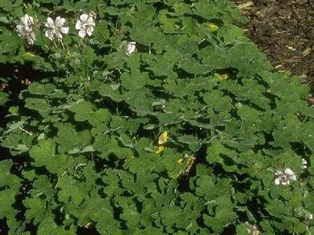 Geranium renardii P9 - afbeelding 2