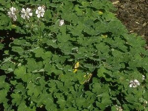 Geranium renardii P9 - afbeelding 2