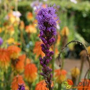 Liatris spicata 'Kobold' P9 - afbeelding 1