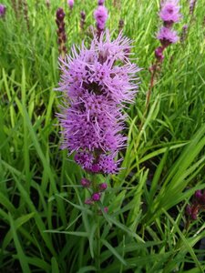 Liatris spicata 'Kobold' P9 - afbeelding 6