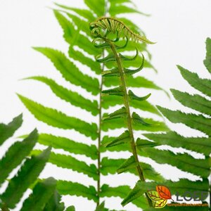 Dryopteris atrata P9 - afbeelding 3