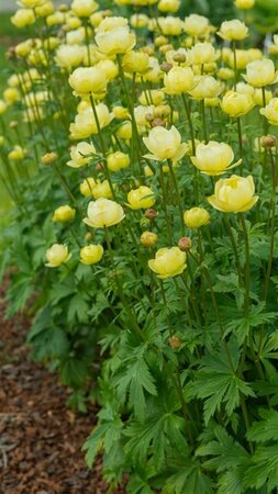 Trollius 'Cheddar' P9 - afbeelding 2