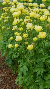 Trollius 'Cheddar' P9 - afbeelding 2