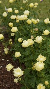 Trollius 'Cheddar' P9 - afbeelding 3