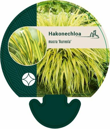 Hakonechloa macra 'Aureola' C2 - afbeelding 3