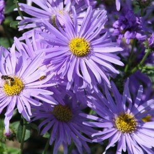 Aster thomsonii P9 - afbeelding 2
