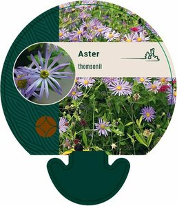 Aster thomsonii P9 - afbeelding 1