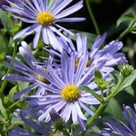 Aster thomsonii P9 - afbeelding 3