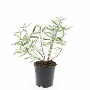 Caryopteris clandonensis 'Heavenly Blue' C5 - afbeelding 8